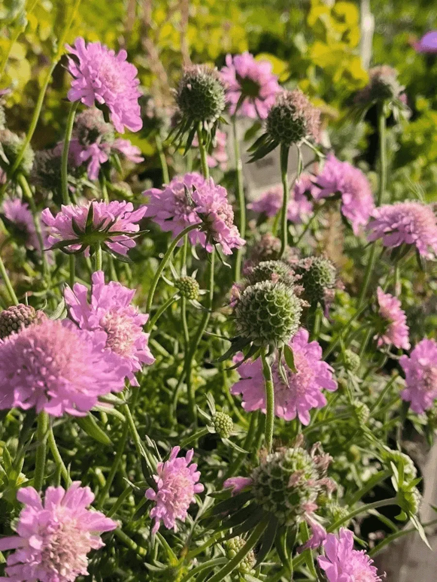 Скабиоза  японская Pink Diamonds