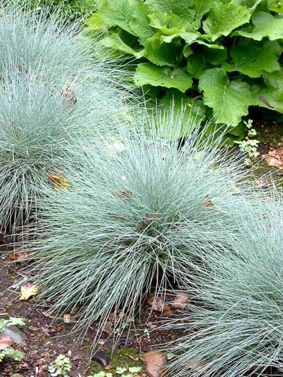 Овсяница сизая Freddy