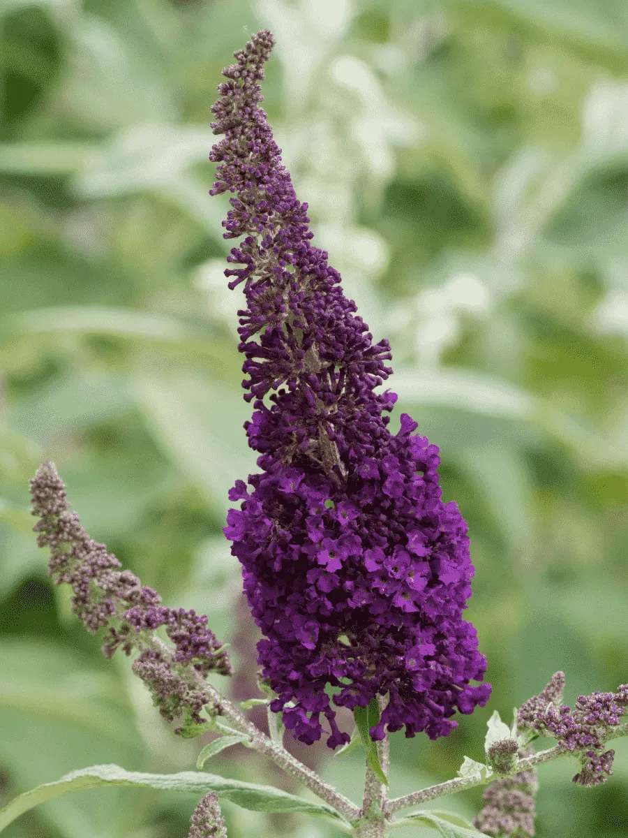 Буддлея давида African Queen