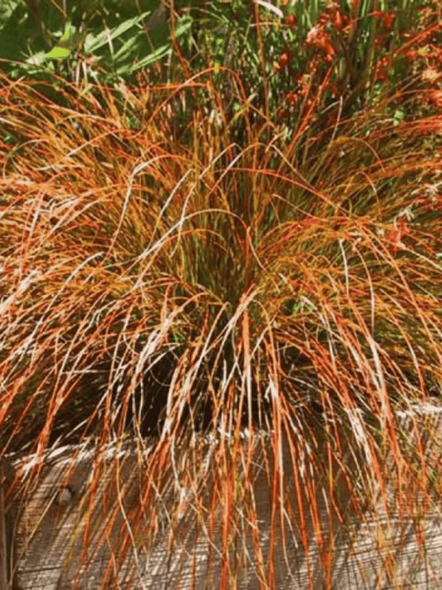 Осока кирпичная Prairie Fire