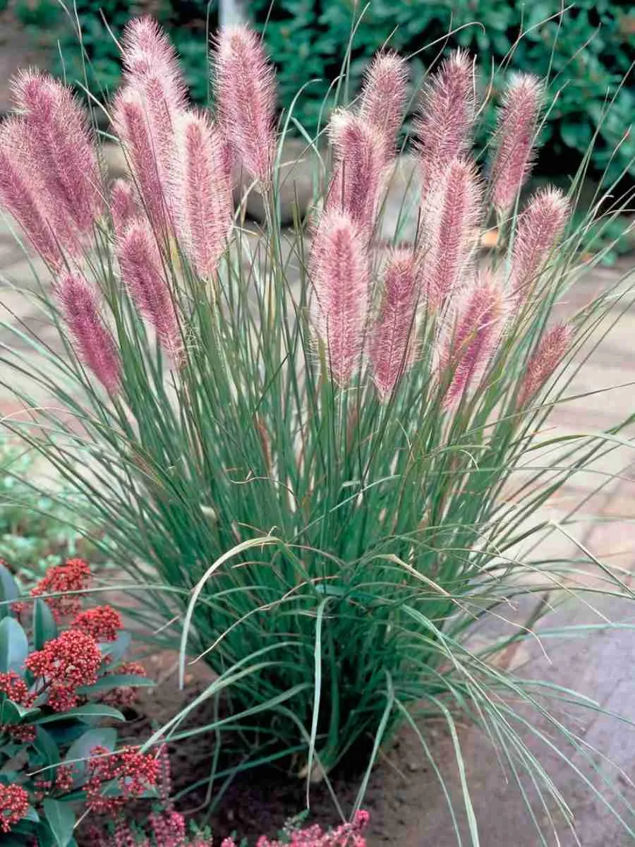 Пеннисетум лисохвостый 'Red Head'