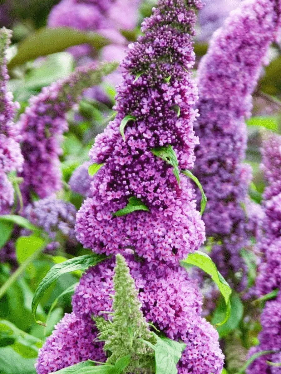 Буддлея давида Peacock