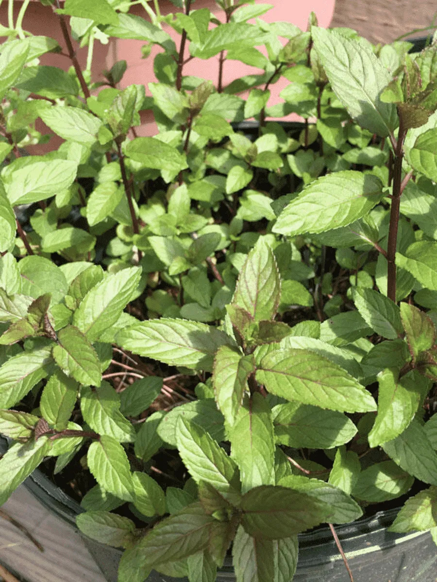 Мята перечная цитрат Chocolate Mint