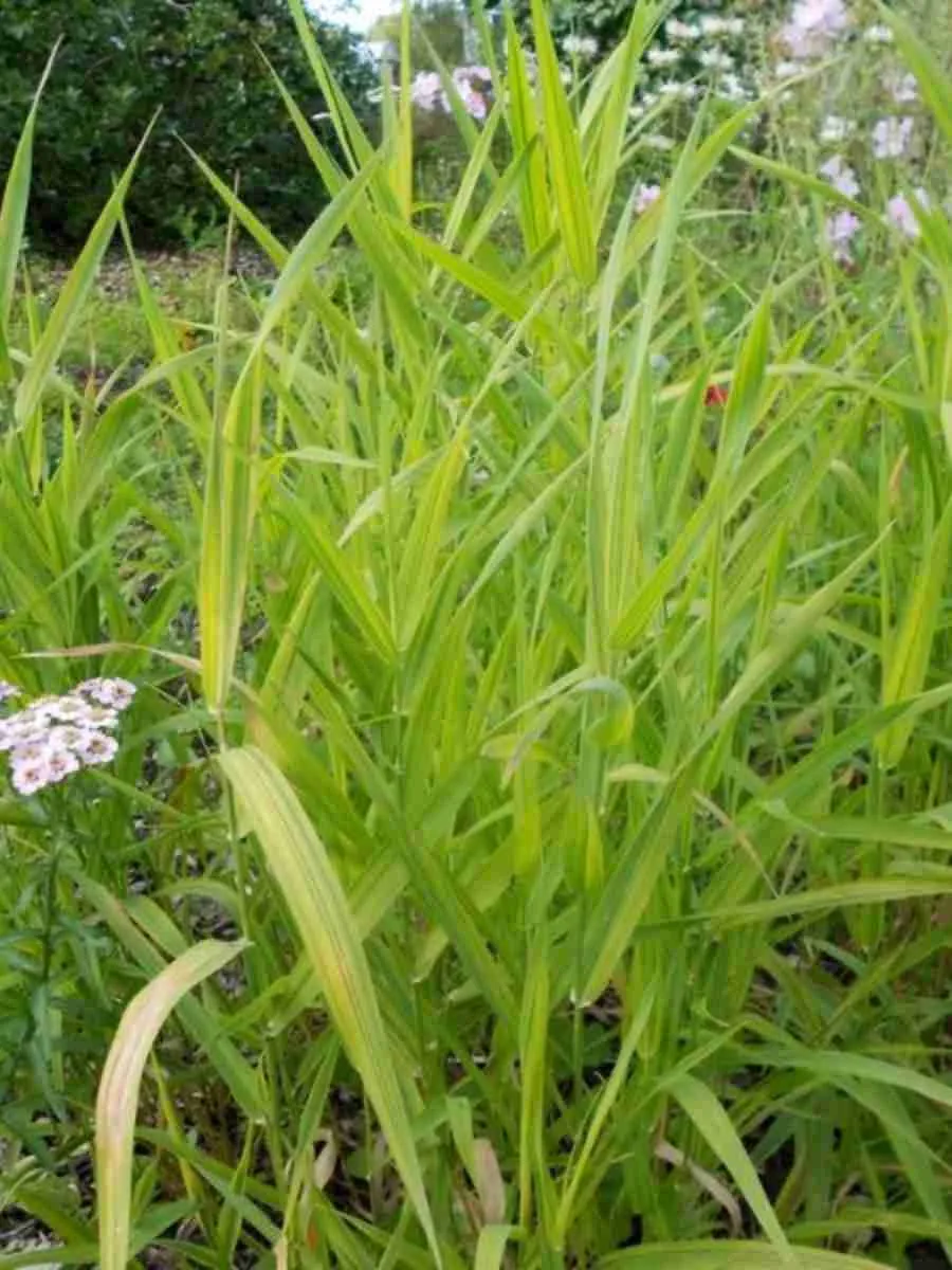 Фалярис тростниковый Arctic Sun