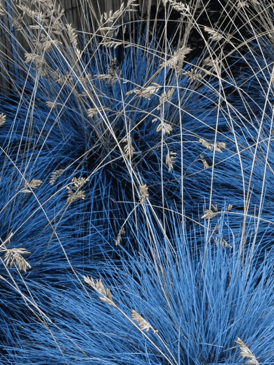 Овсяница сизая Blue Select