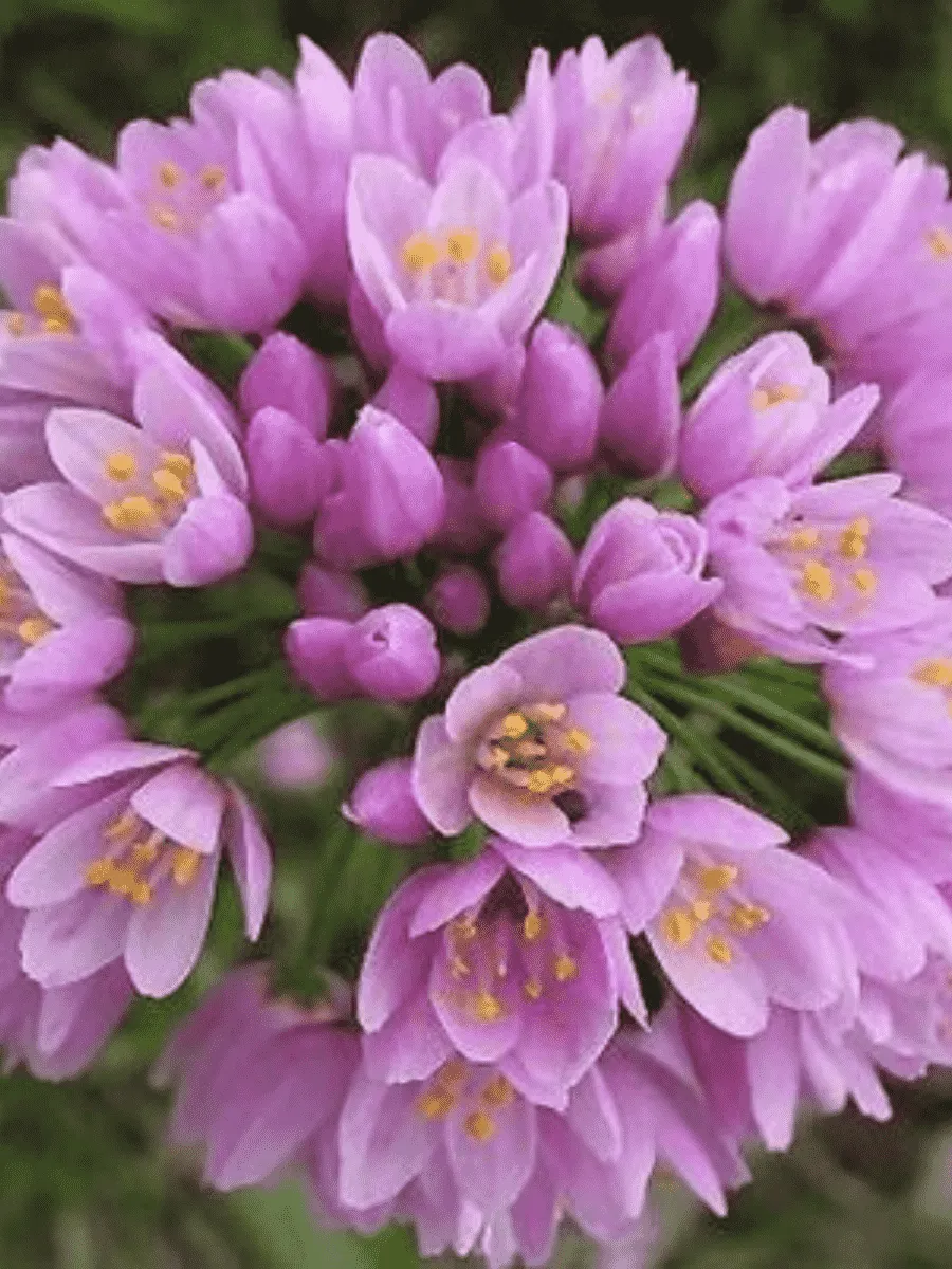 Лук декоративный Roseum