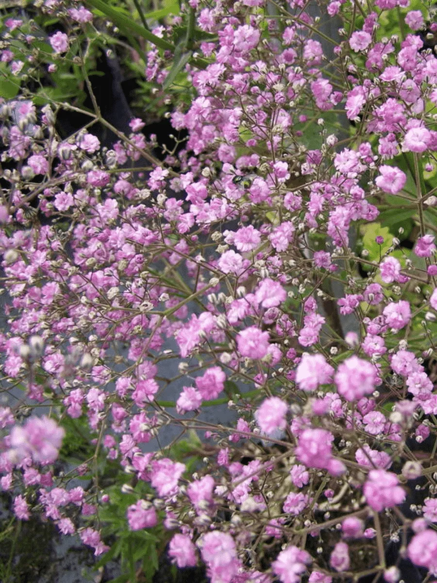 Гипсофила метельчатая Flamingo