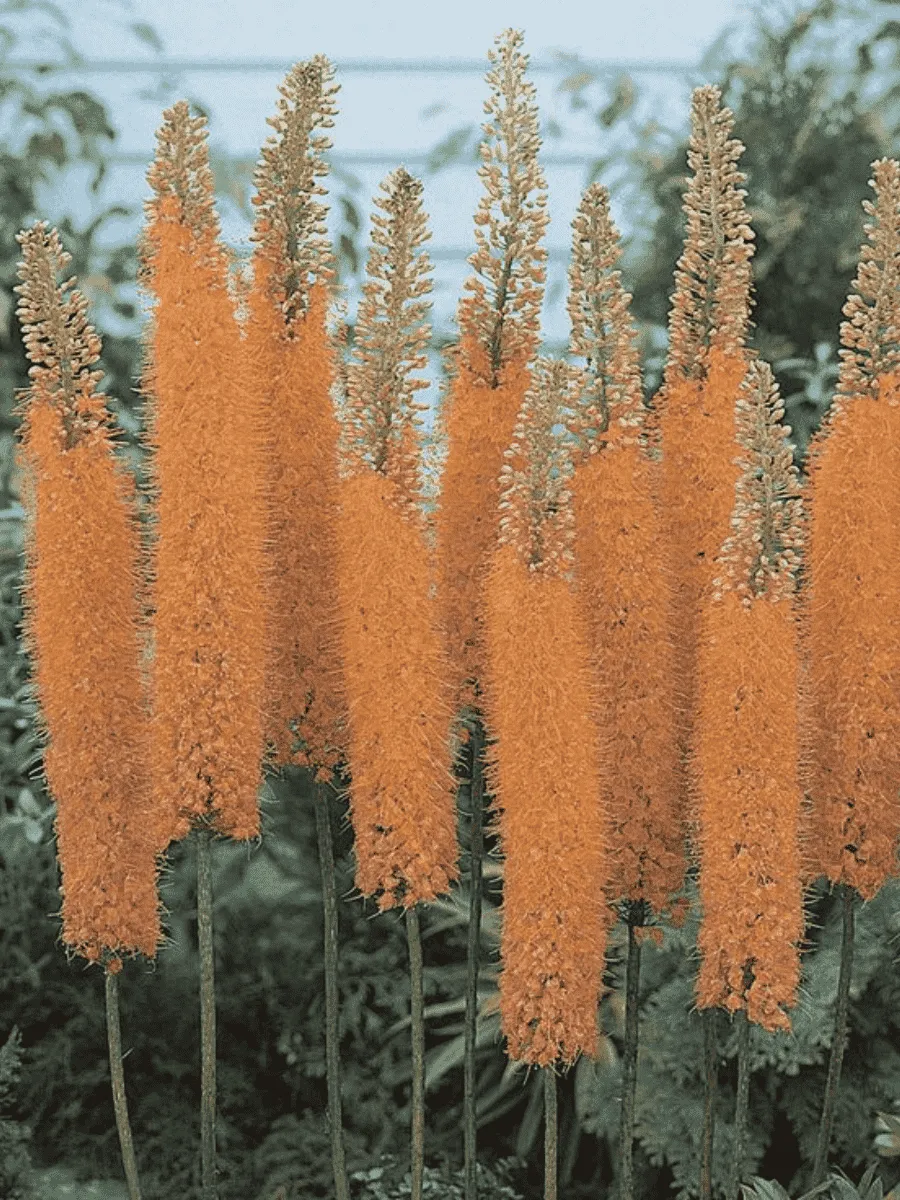 Эремурус Pinokkio