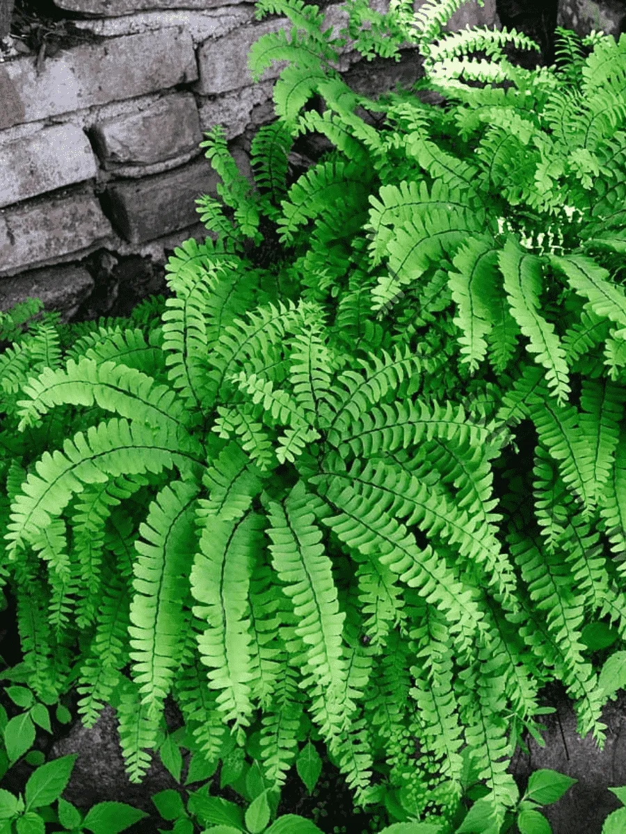 Адиантум стоповидный