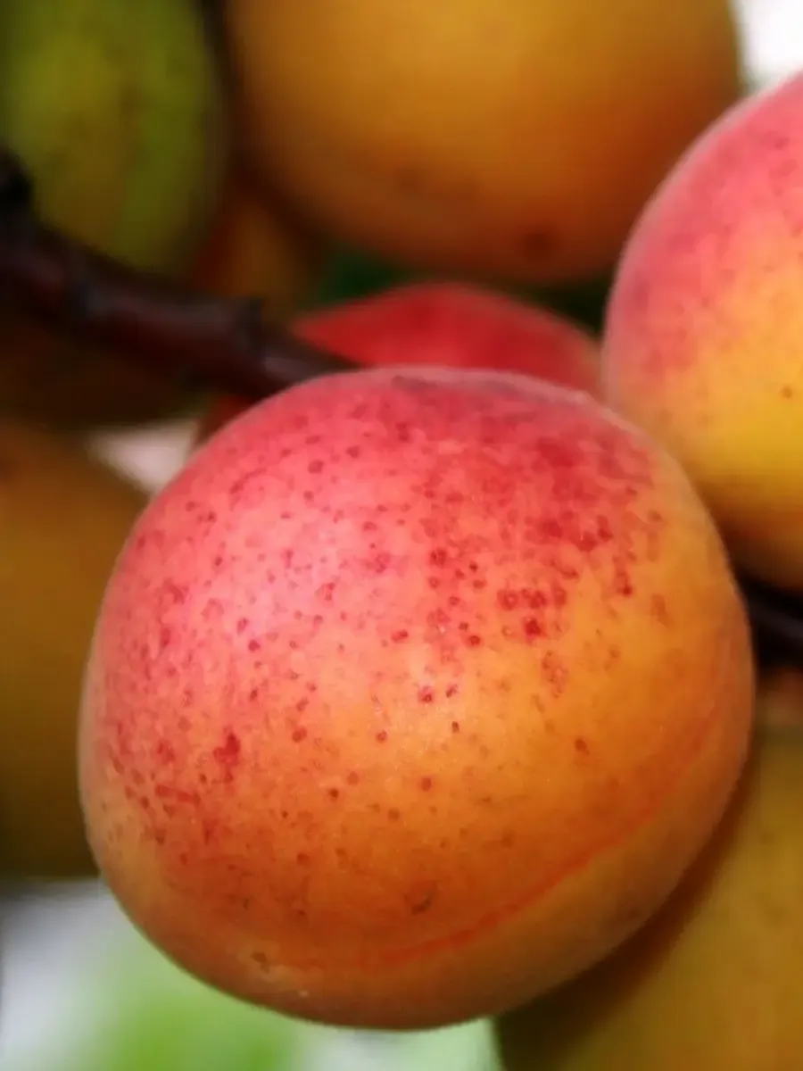 Абрикос Компотный