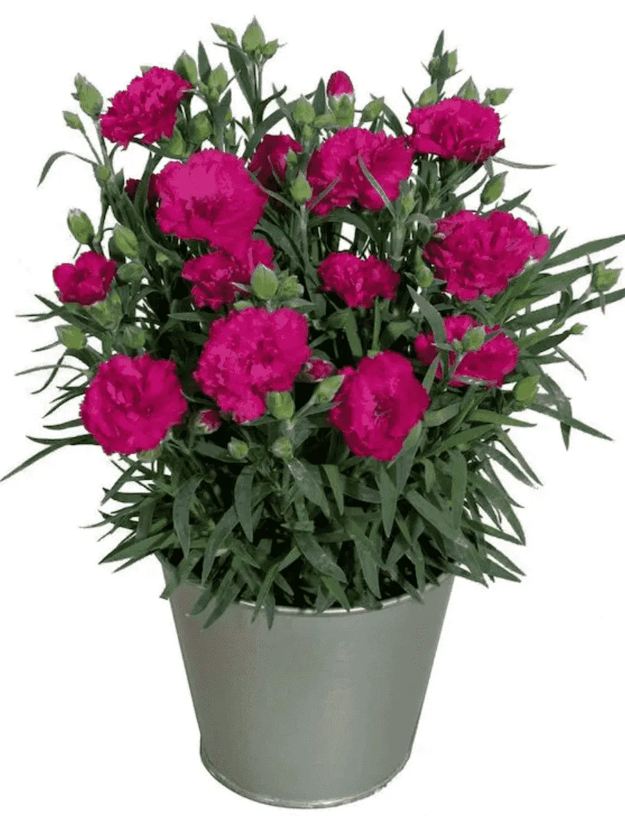 Гвоздика Colores Beso