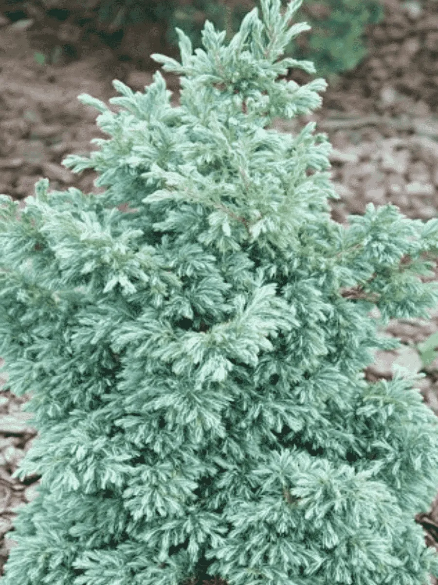 Кипарисовик горохоплодный Baby Blue