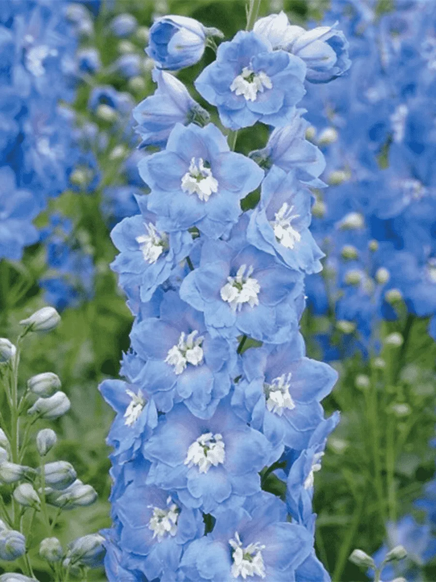 Дельфиниум  культурный M.F. Mid Blue with White Bee