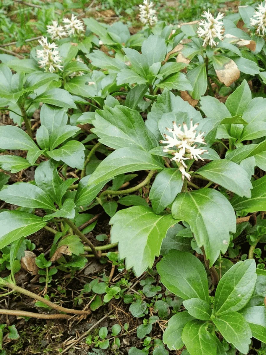 Пахизандра верхушечная Baby Kiss