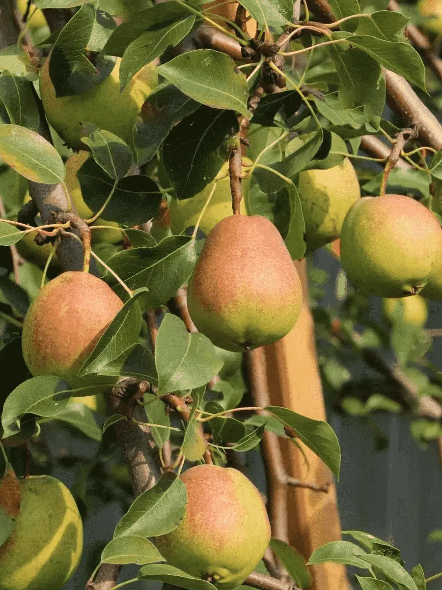 Груша Памяти Яковлева