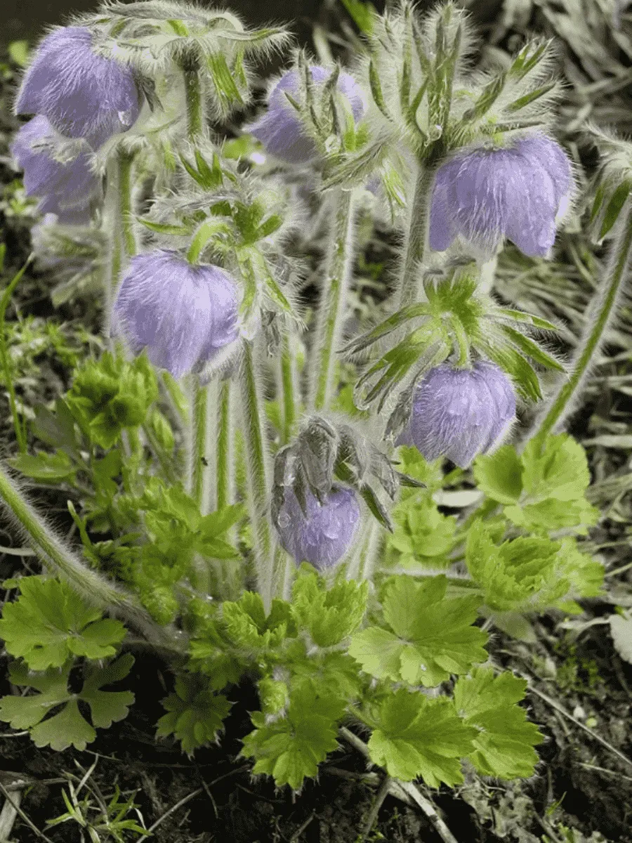 Прострел Татеваки