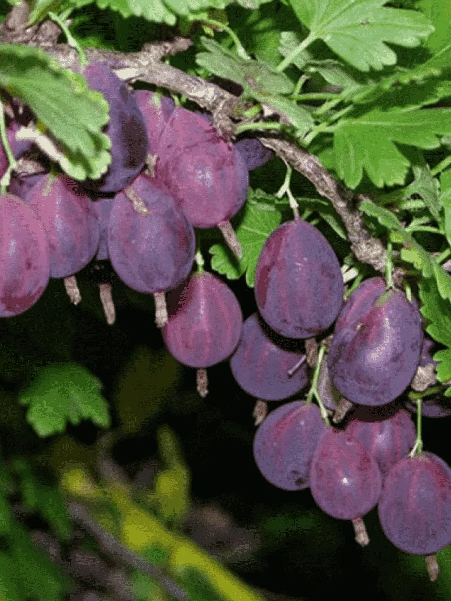 Крыжовник обыкновенный Черносливовый