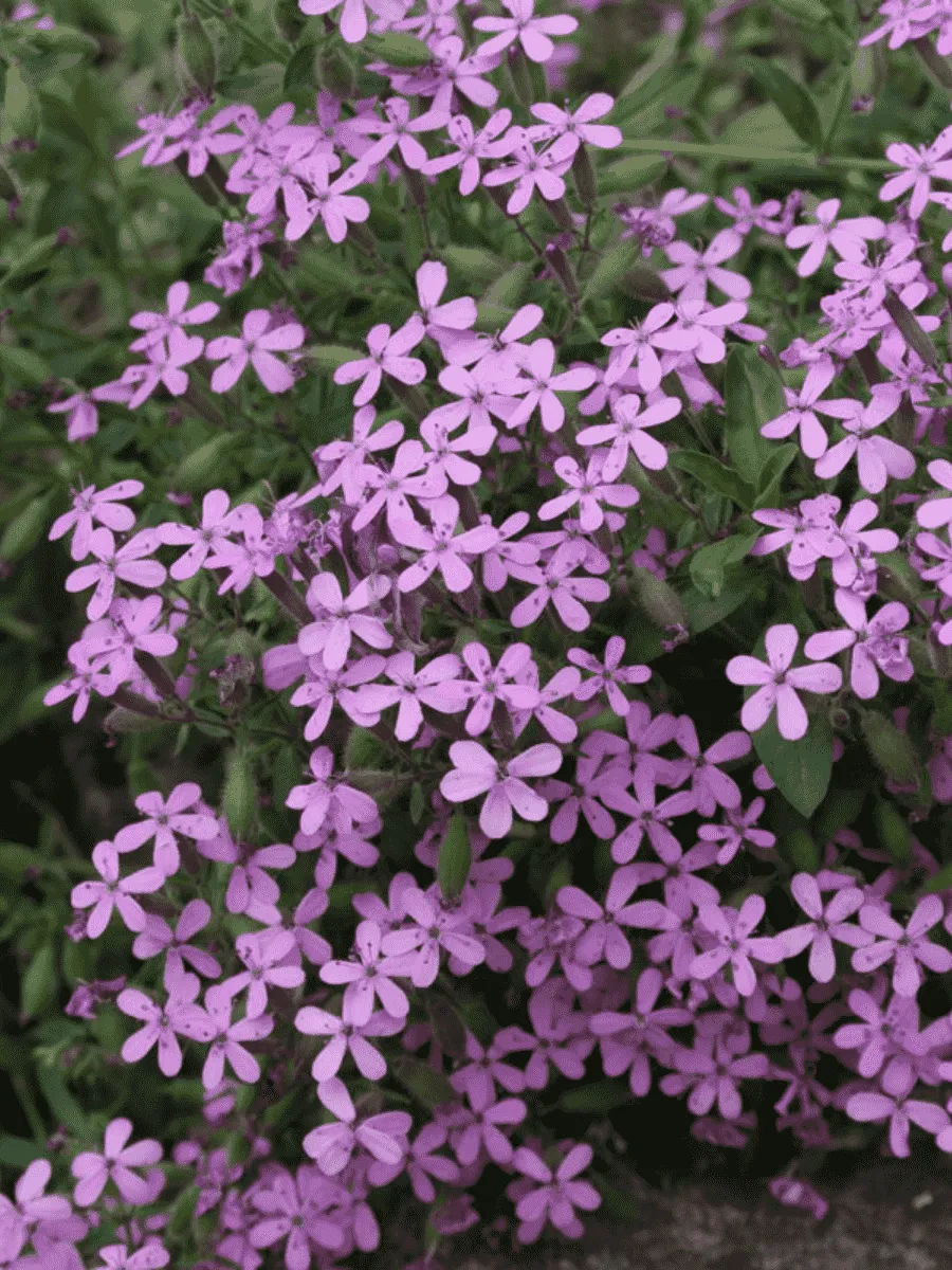 Мыльнянка базиликолистная