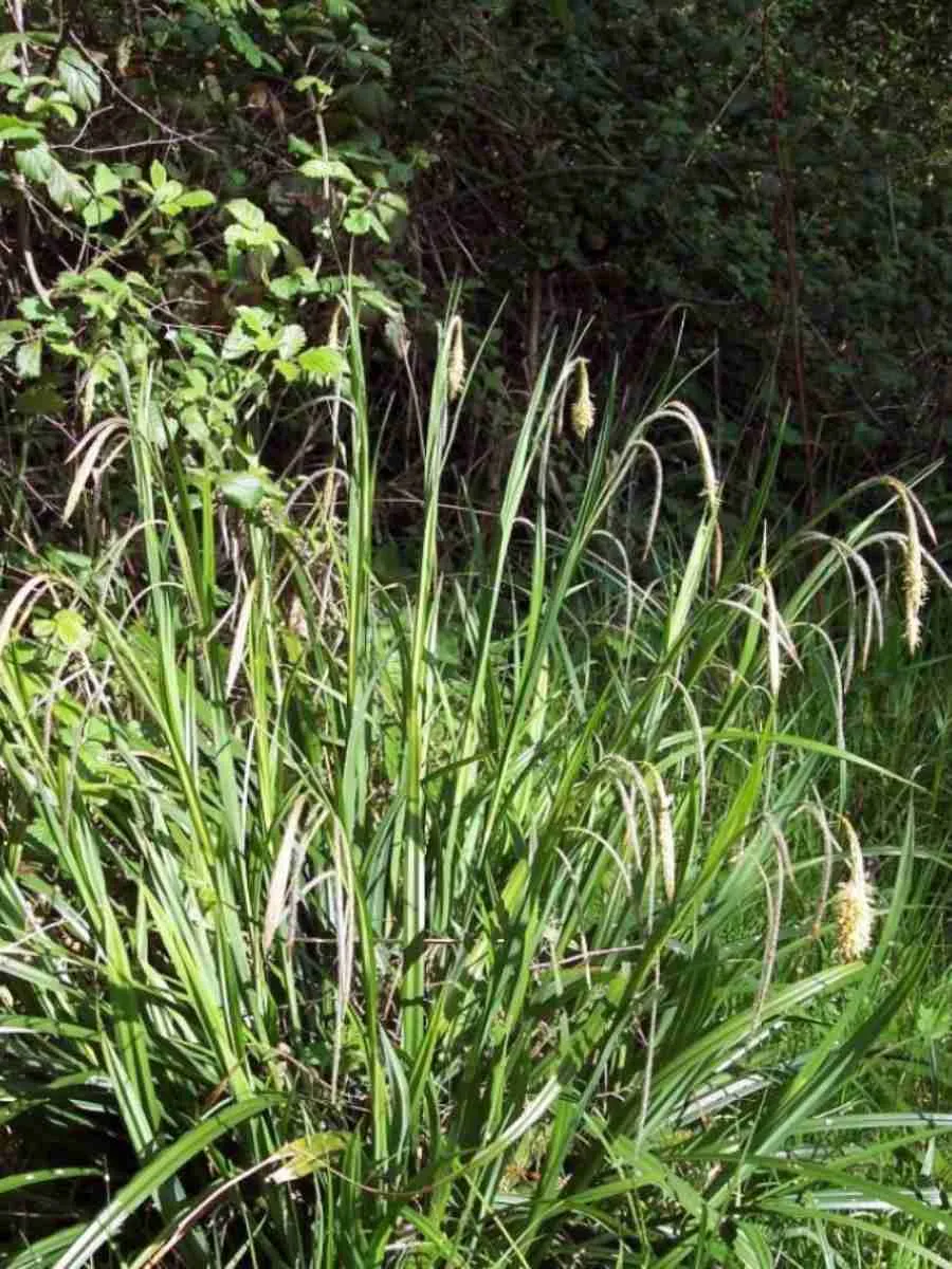 Осока висячая