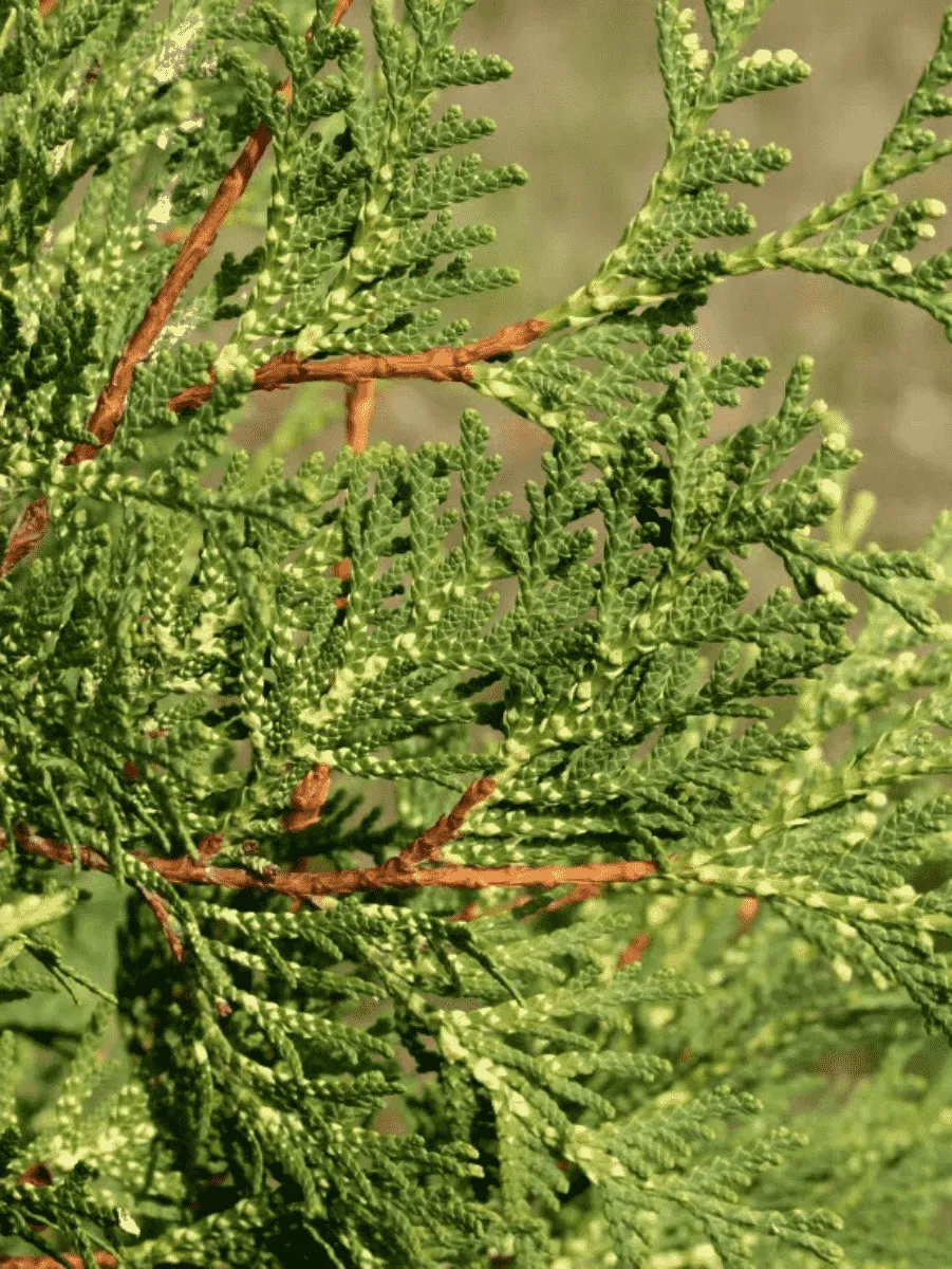 Туя западная Perk Vaalanderen