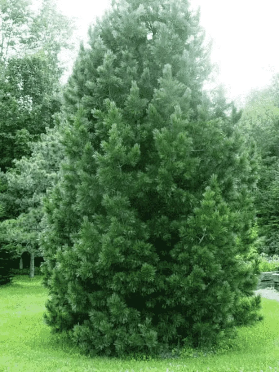 Сосна румелийская