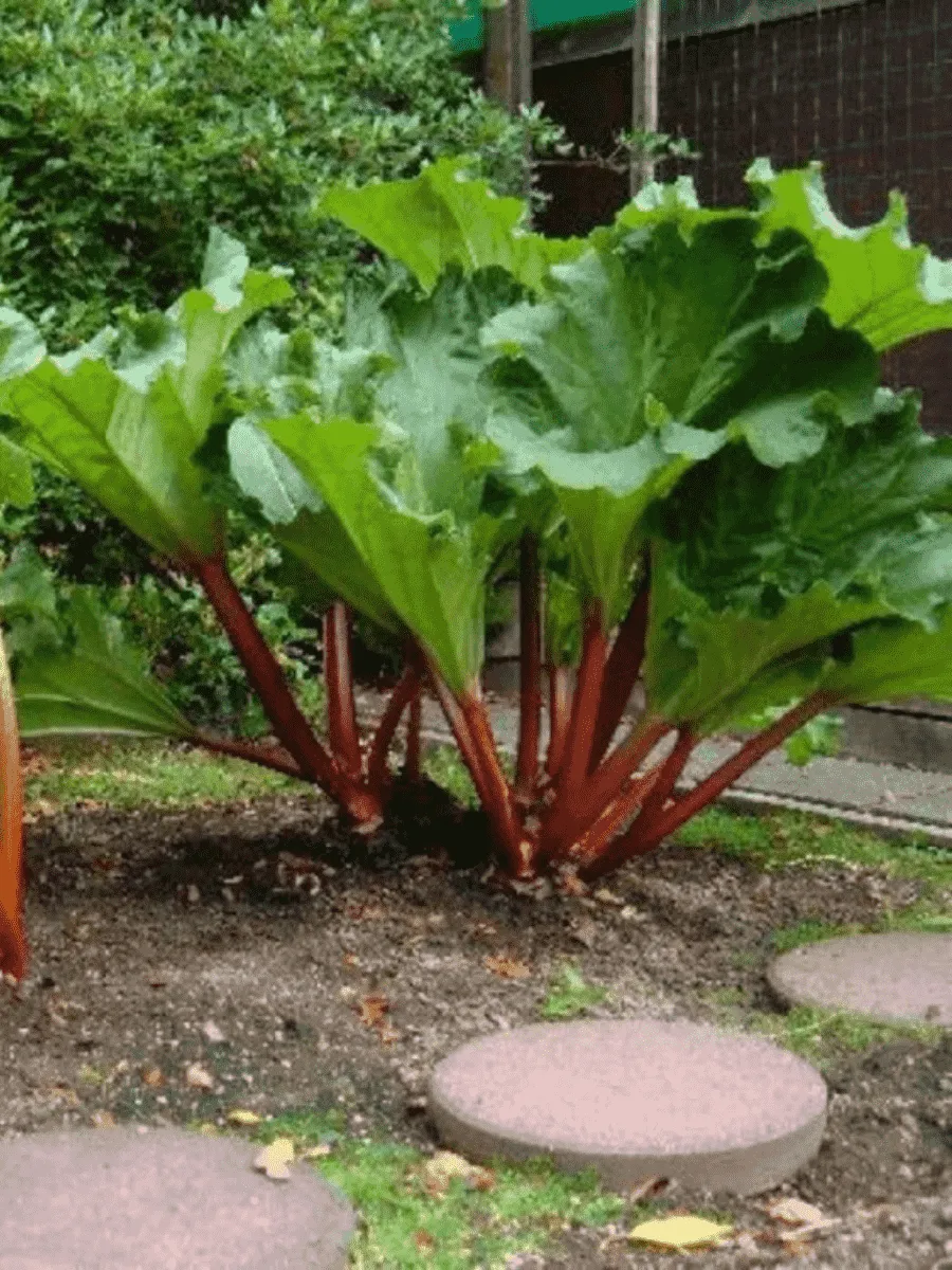 Ревень Victoria