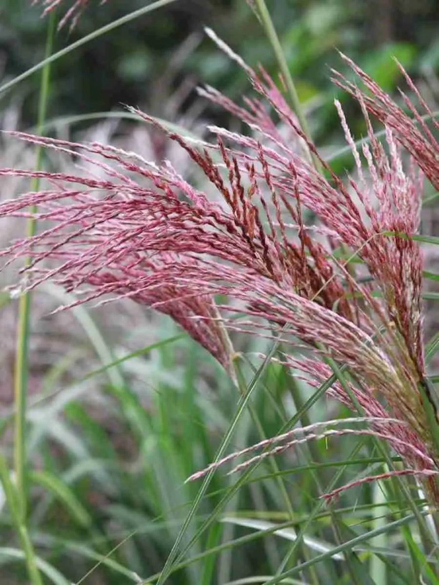 Мискантус китайский Flamingo