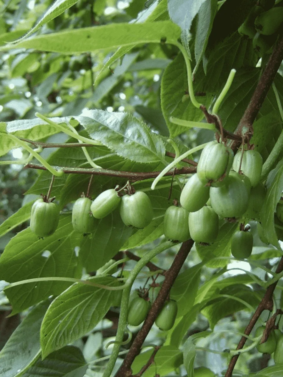 Актинидия коломикта Отличница