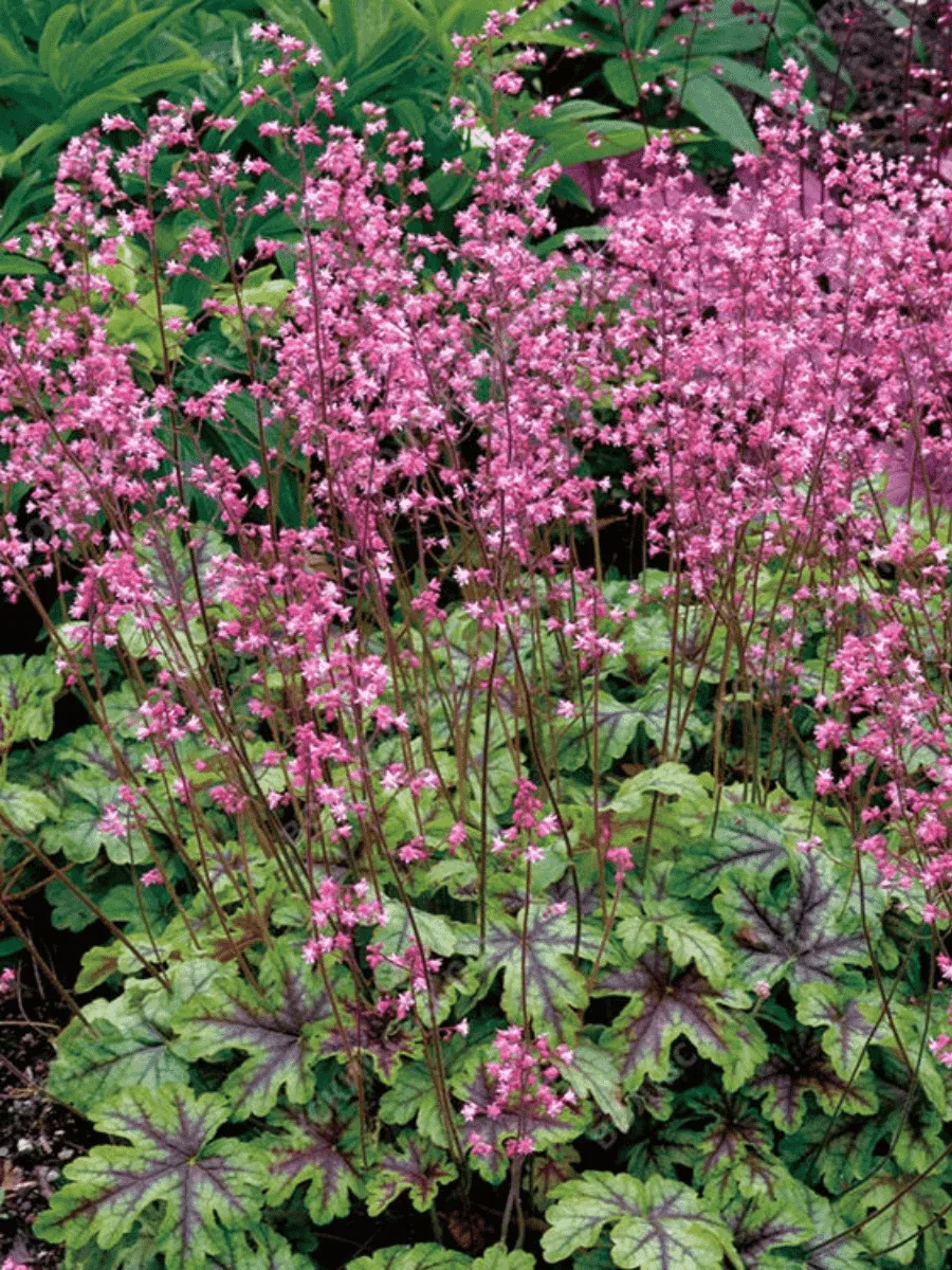 Гейхерелла Tapestry