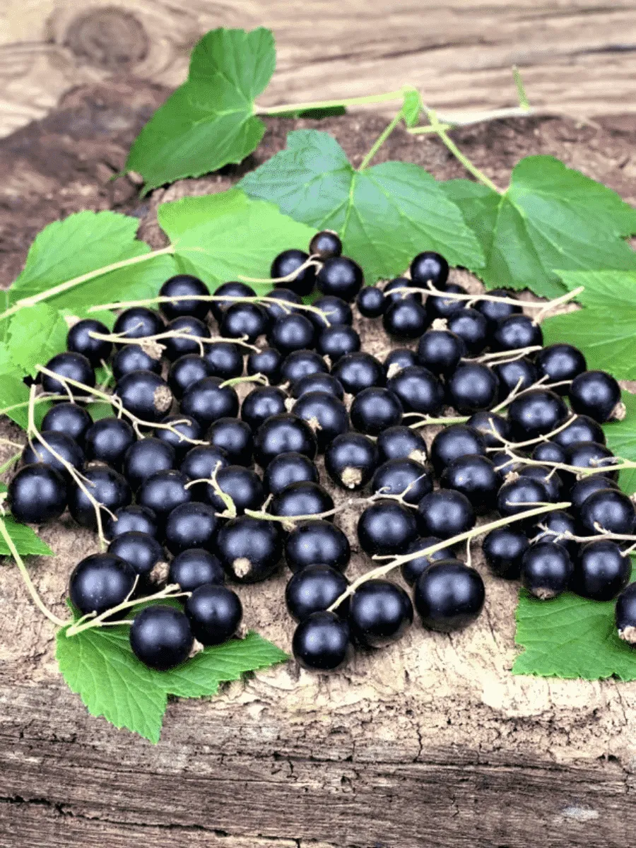 Смородина черная Оджебин