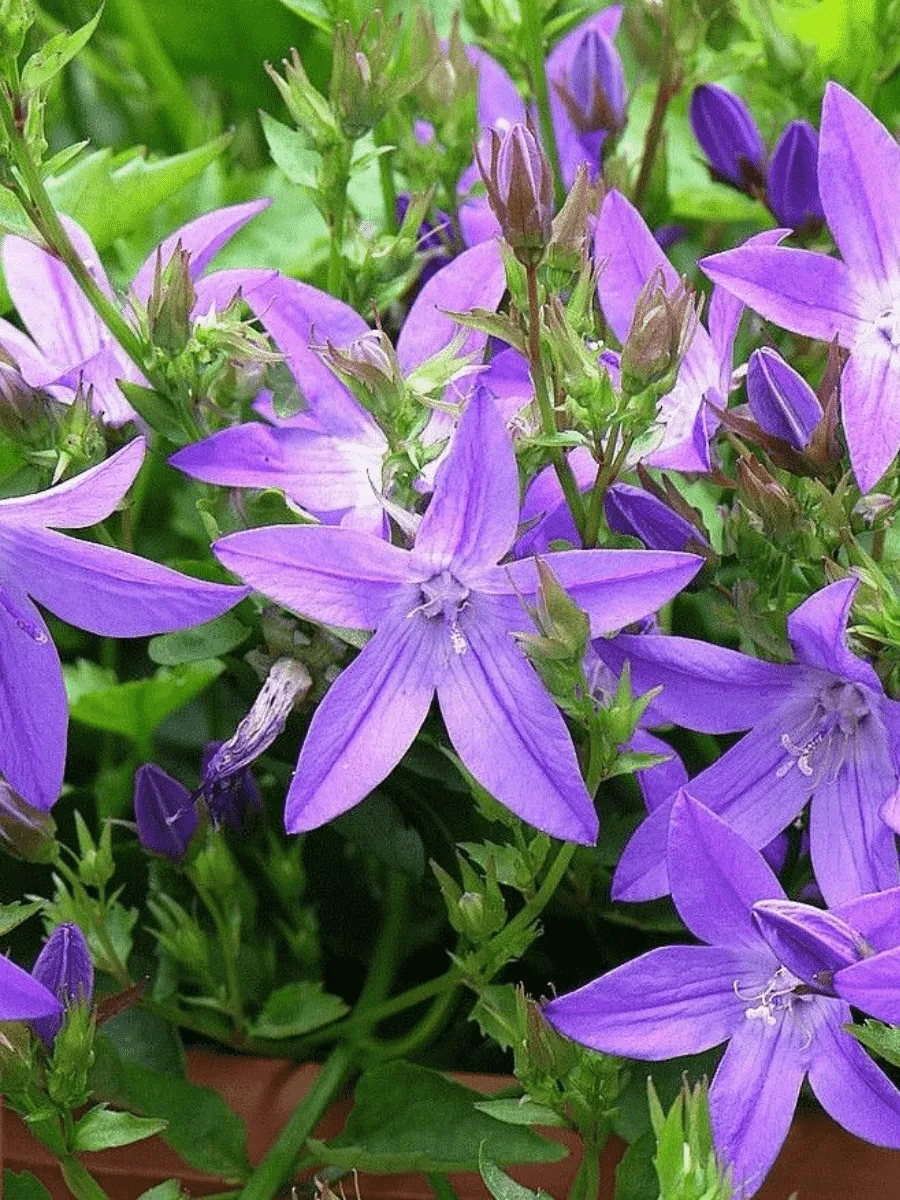 Колокольчик Пожарского