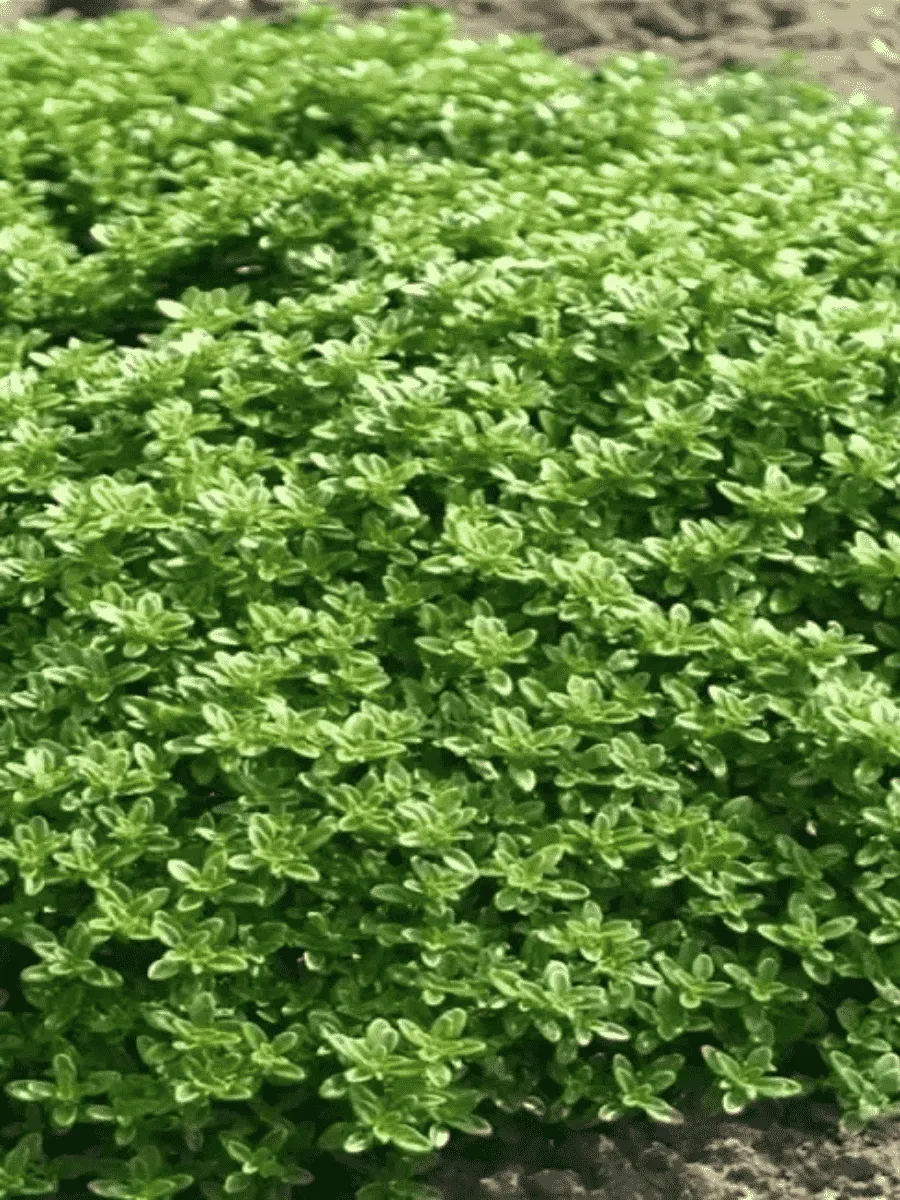 Тимьян лимоннопахнущий Viva Nova