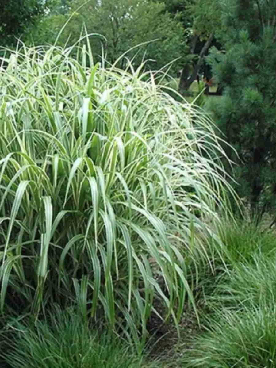 Мискантус китайский Cosmopolitan