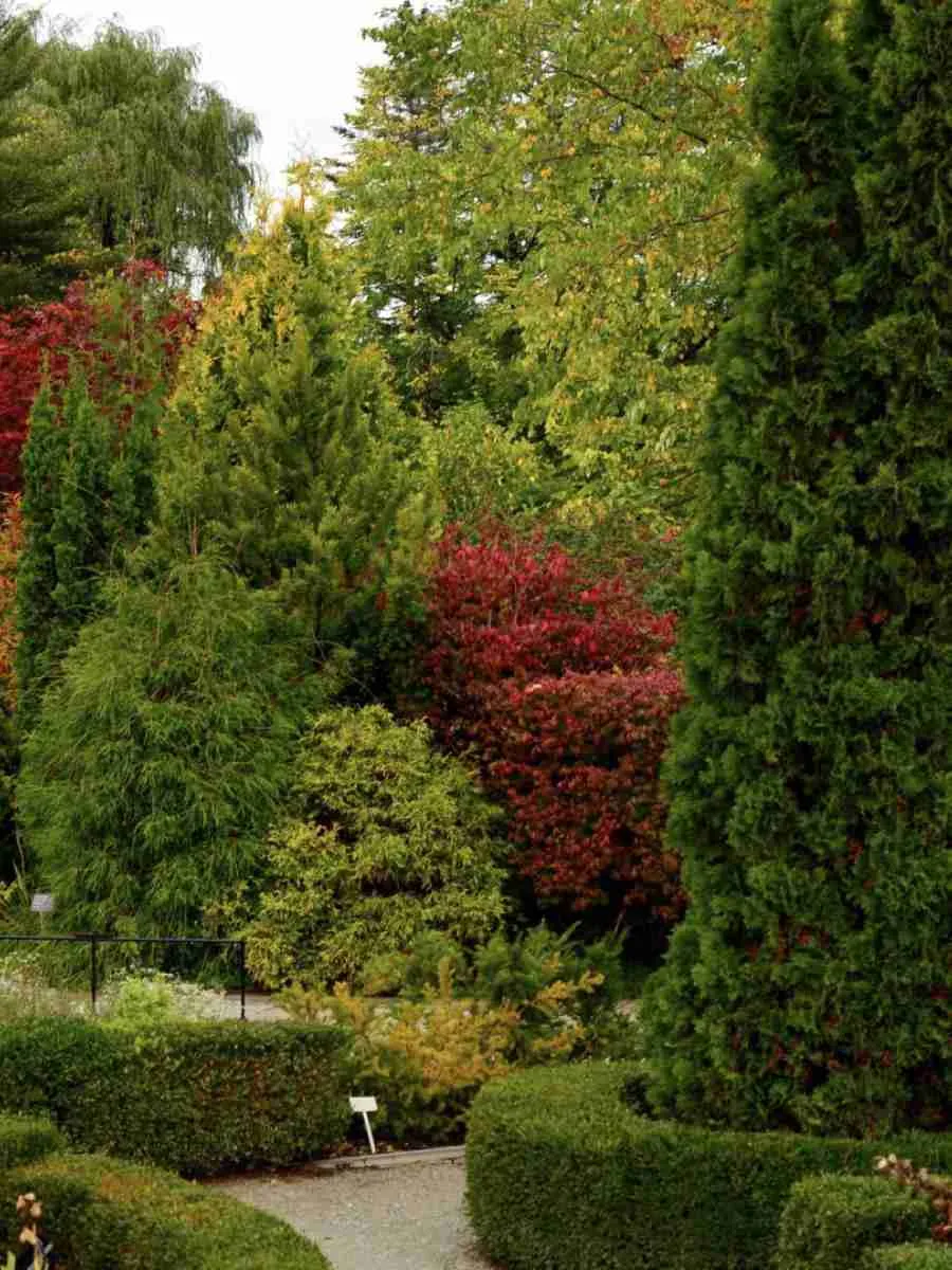 Хвойные деревья и кустарники