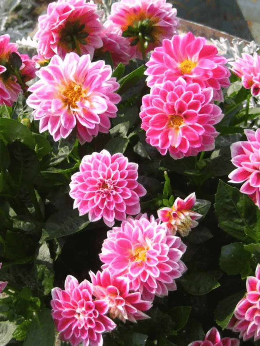 Георгин Dahlietta Surprise Louise