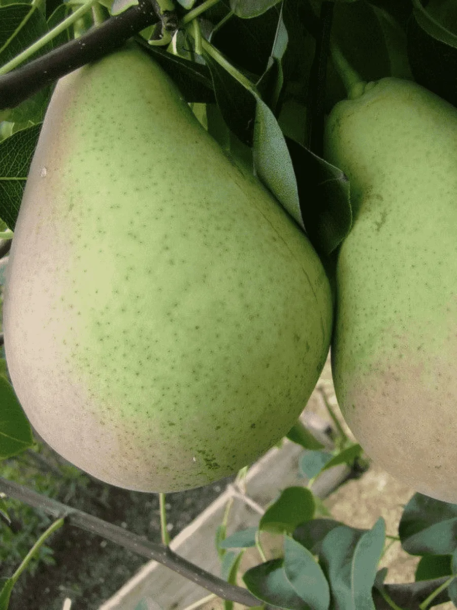 Груша Январская