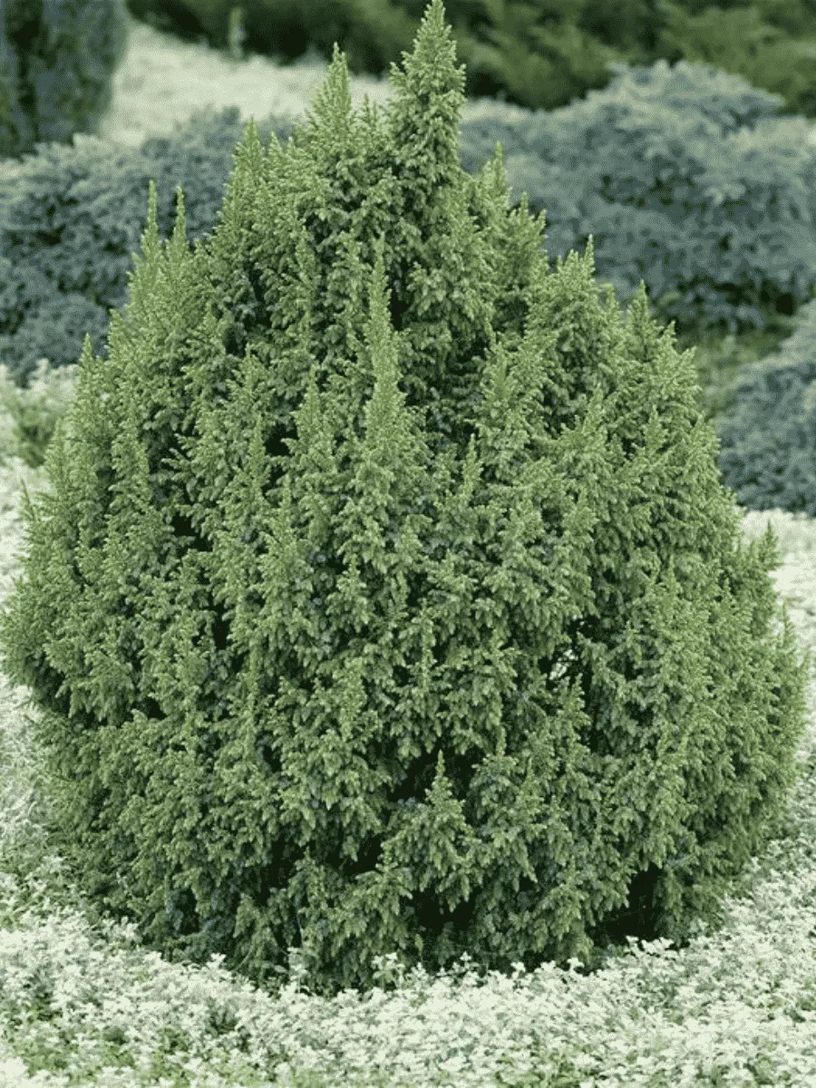 Можжевельник чешуйчатый Loderi