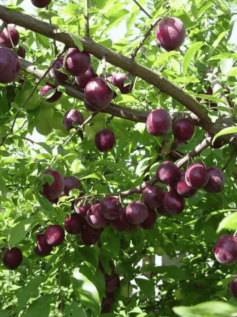 Слива домашняя Стартовая