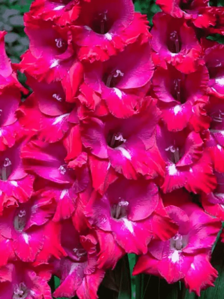 Гладиолус San Siro