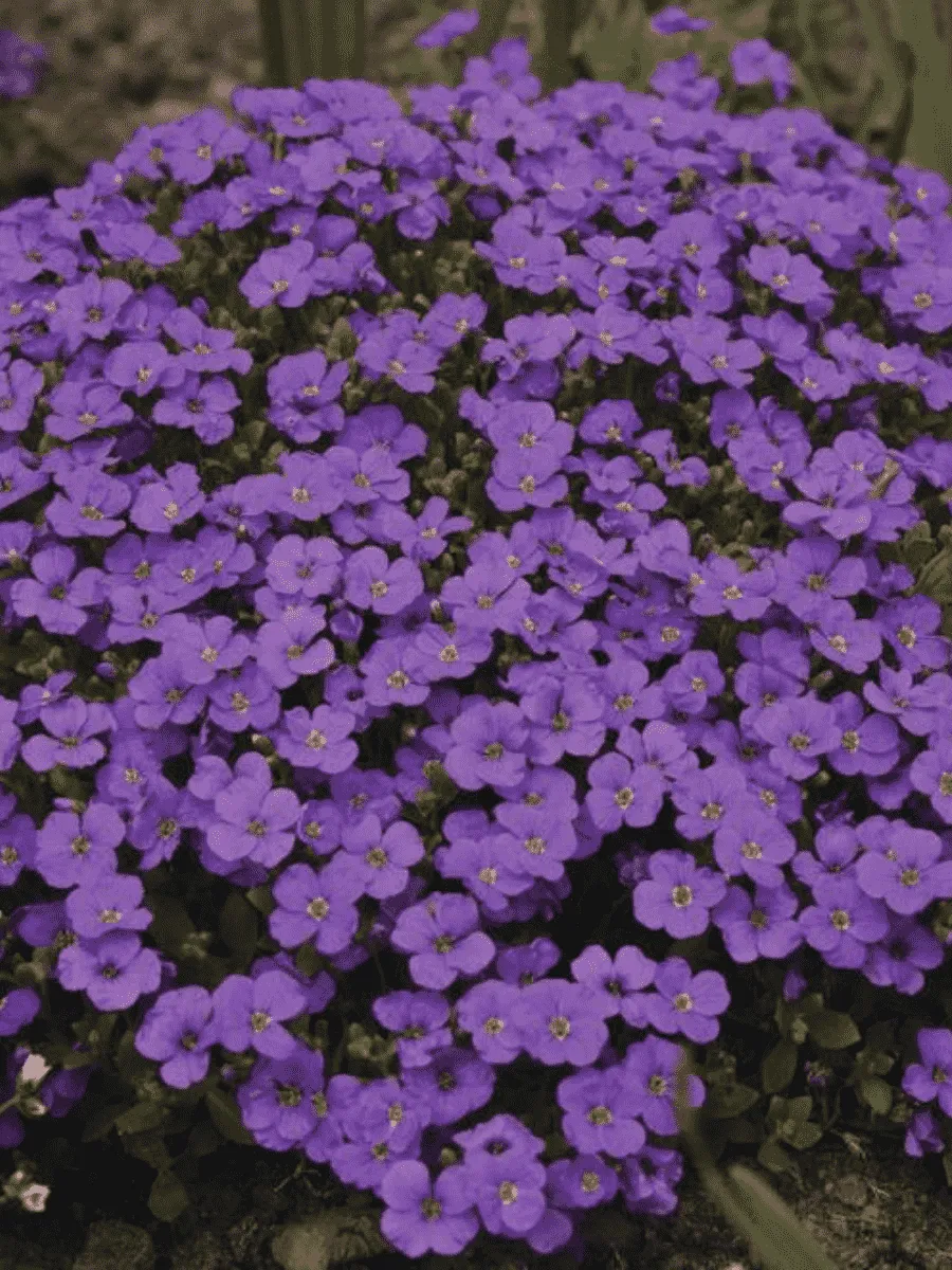 Аубриета Audrey Blue Shades