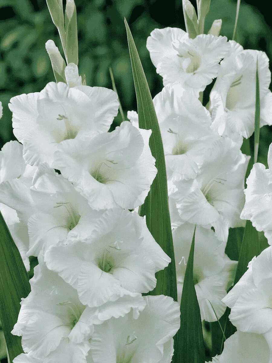 Гладиолус White Prosperity