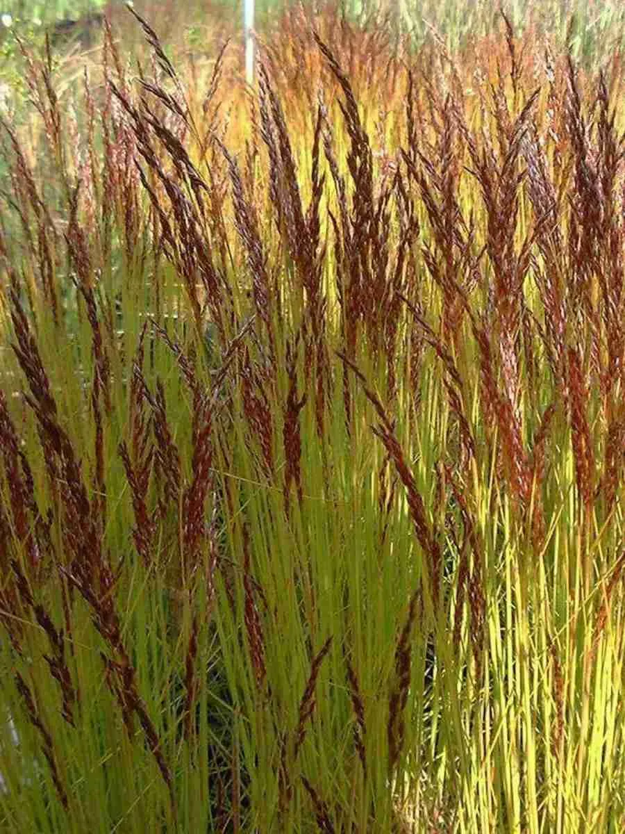 Щучка извилистая Tatra Gold