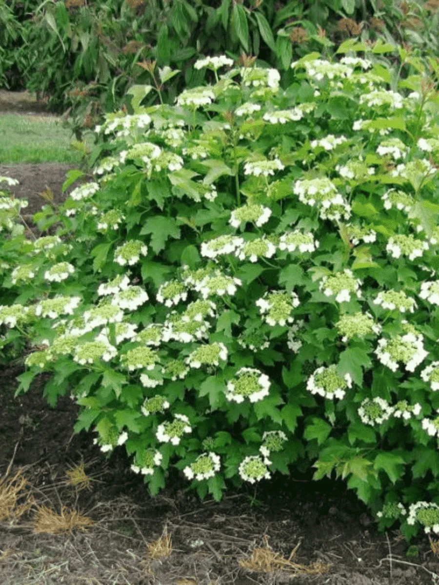 Калина обыкновенная