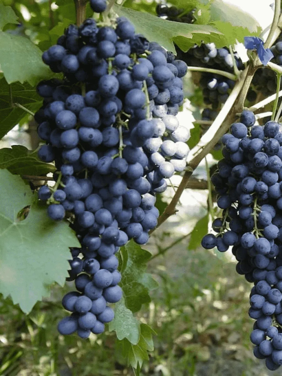 Виноград культурный Muscat Bleu