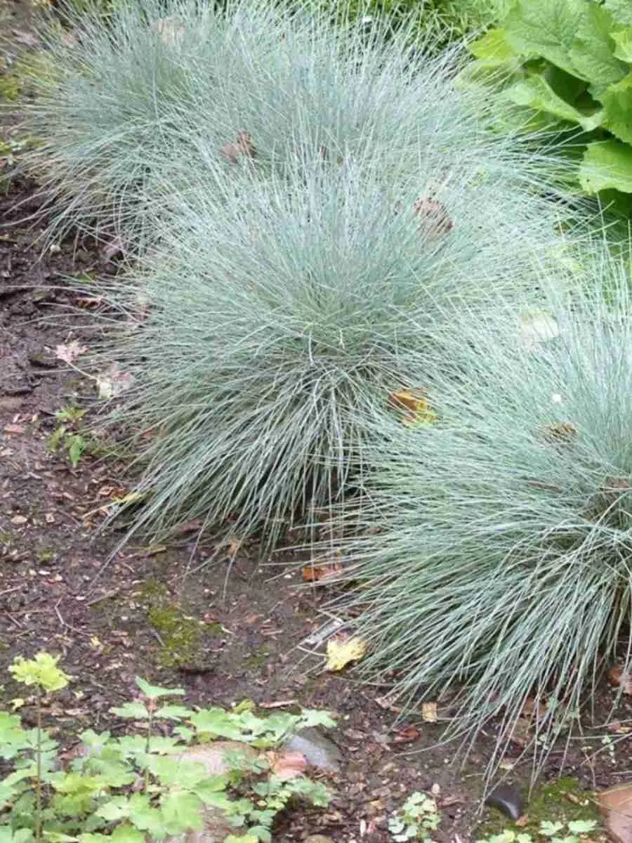 Овсяница Festina