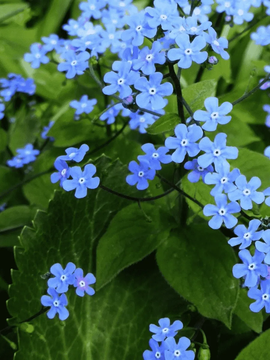 Бруннера сибирская Незабудка