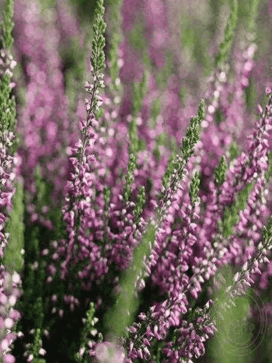 Вереск обыкновенный Liletta