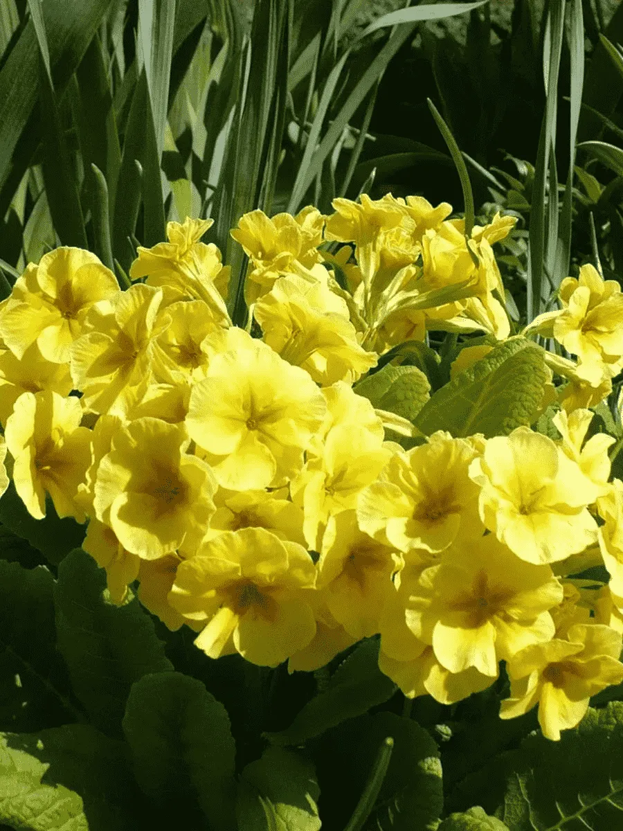 Примула Юлии Wanda Yellow