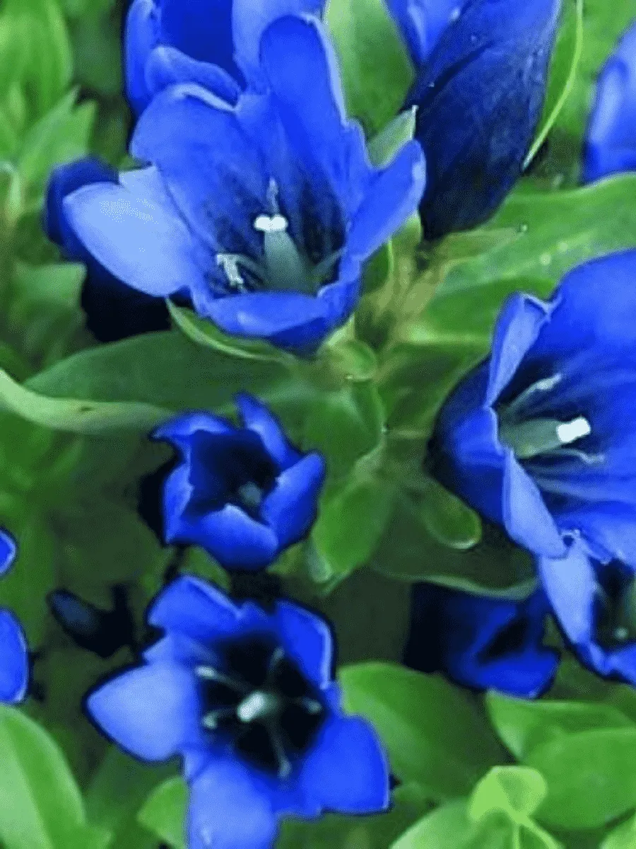 Горечавка бесстебельная Shine Blue