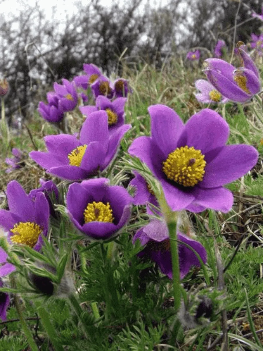 Прострел обыкновенный